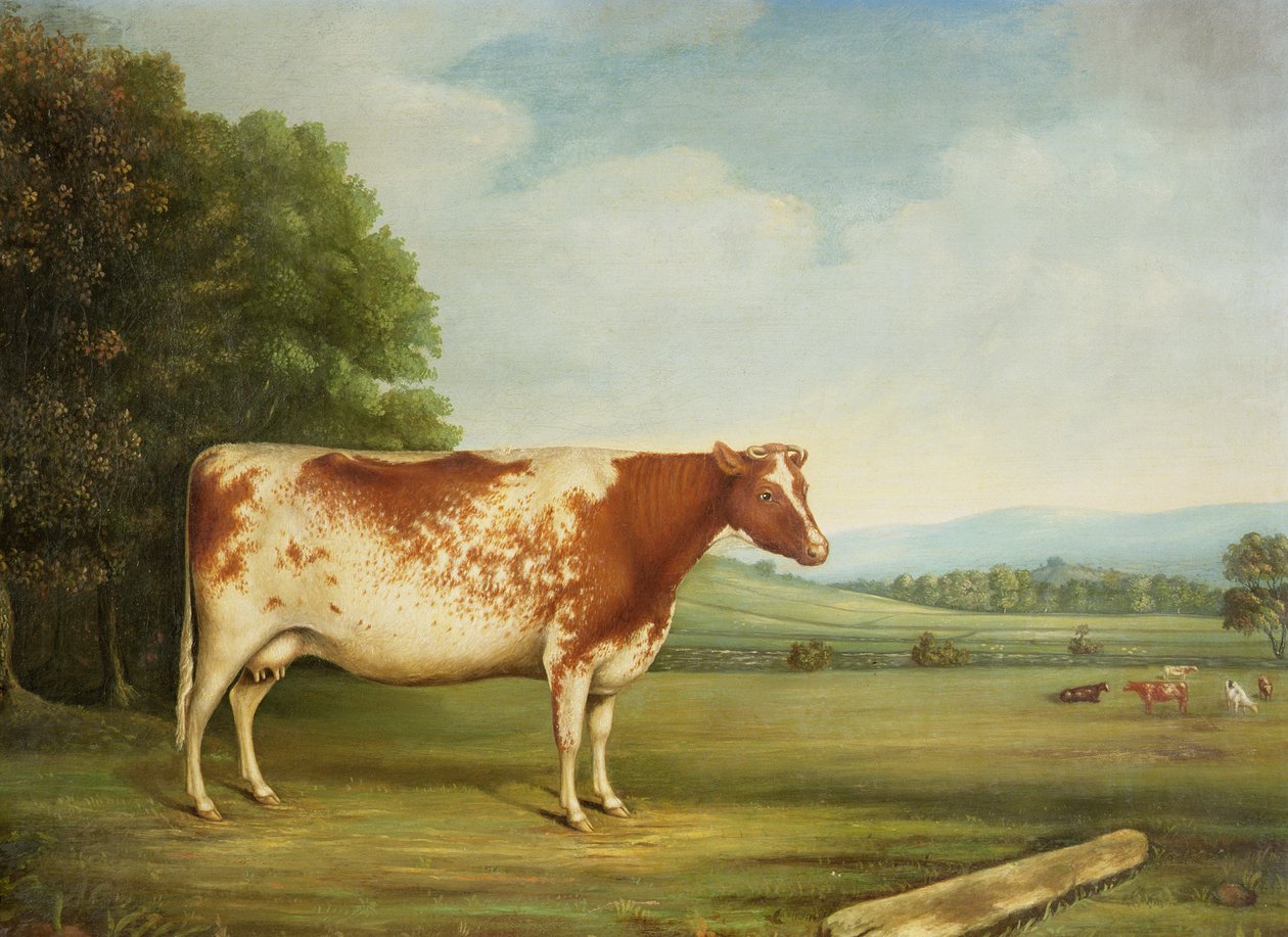 Une vache shorthorn primée dans un paysage - English School
