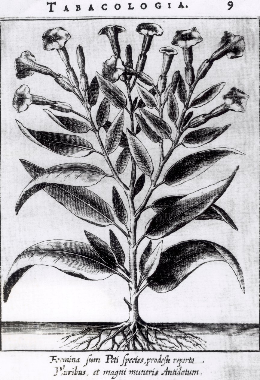Une plante de tabac, 1622 - English School
