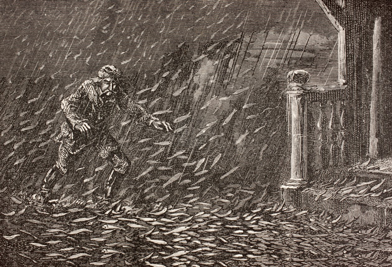Une pluie de poissons en Transylvanie, Roumanie - English School