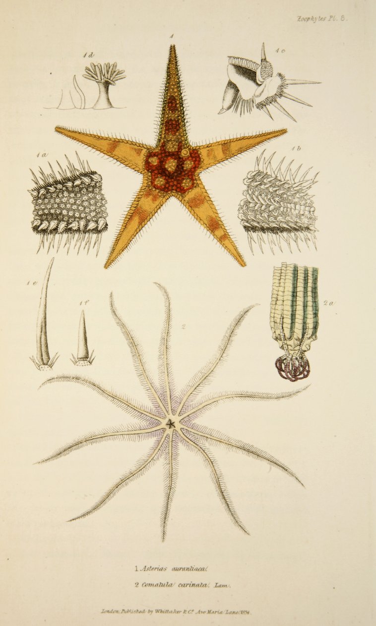 Asterias aurantiaca et Comatula carinata, de The Mollusca and Radiata, pub. 1833 - English School