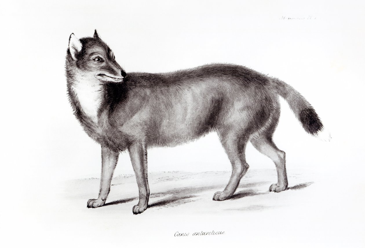 Canis Antarcticus - English School