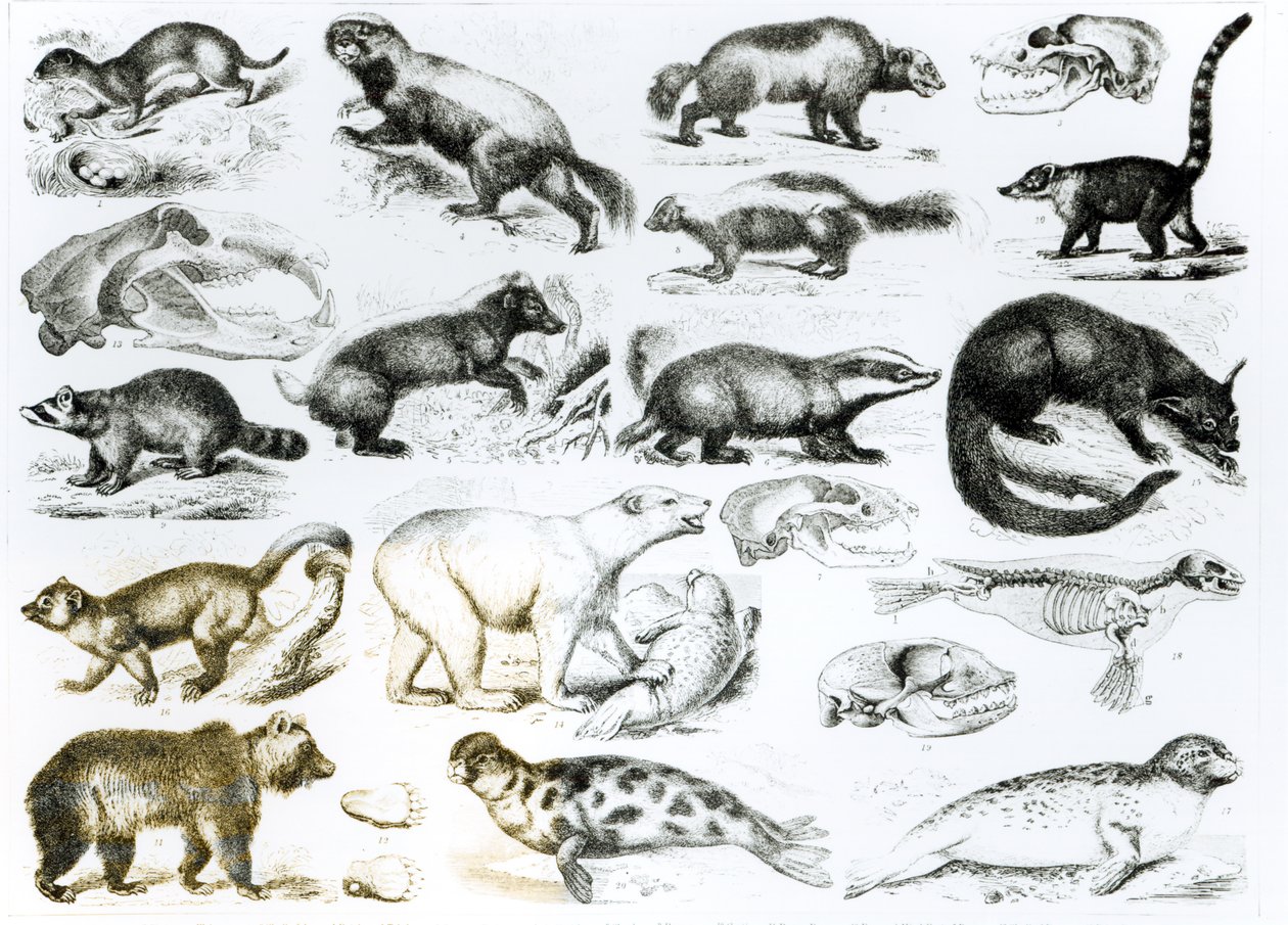 Animaux carnivores - English School