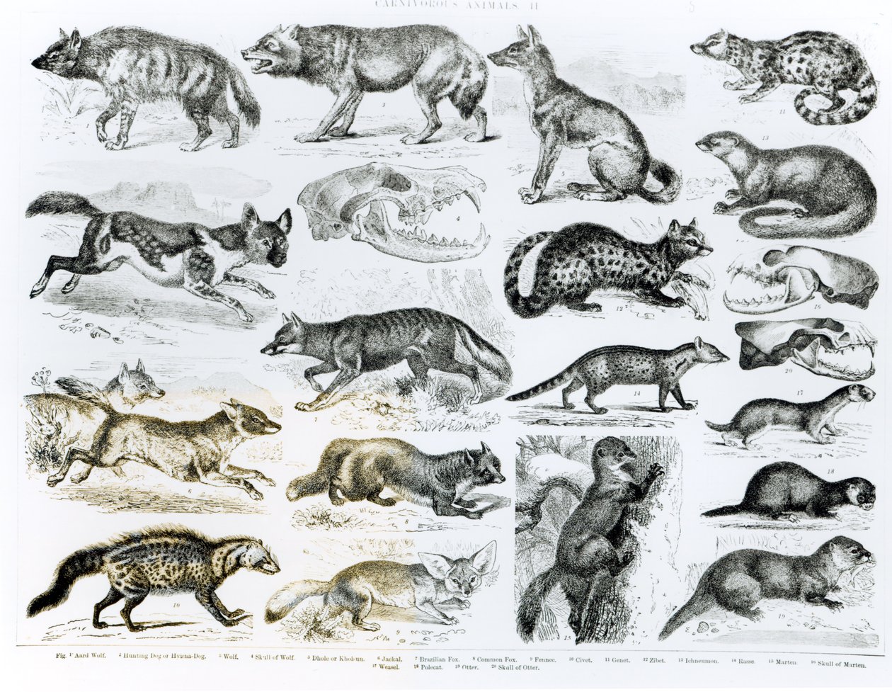 Animaux carnivores - English School
