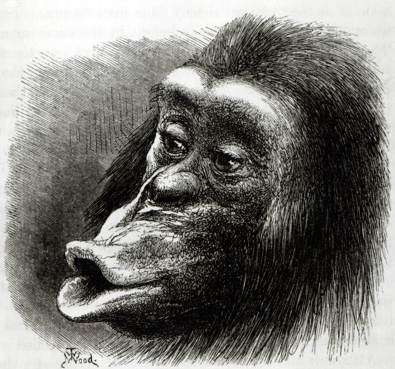 Chimpanzé déçu et boudeur - English School