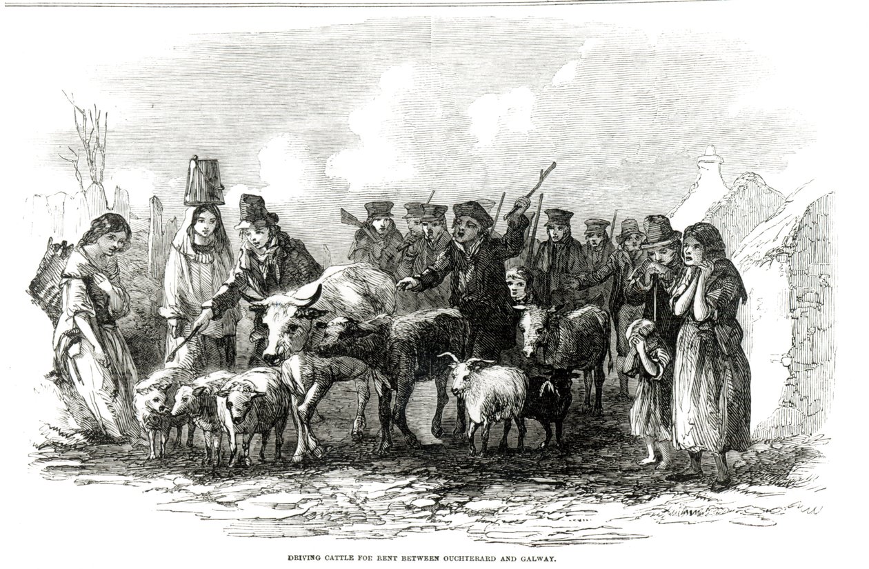 Conduite de bétail pour le loyer entre Ouchterard et Galway, de 