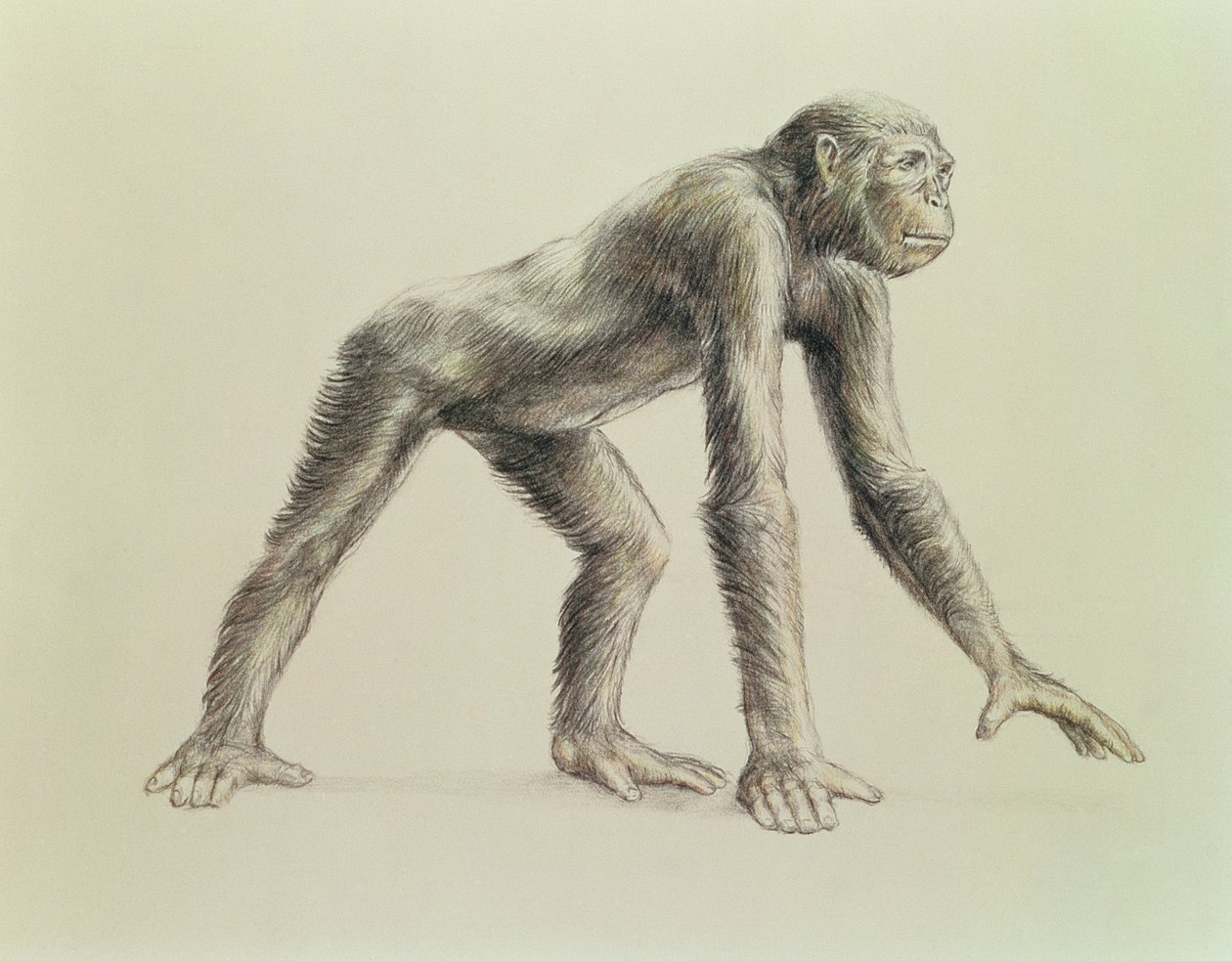 Dryopithecus Africanus - English School