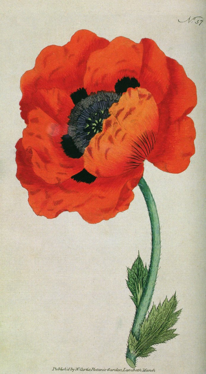 Pavot oriental (Papaver orientale), planche 57 de William Curtis The Botanical Magazine (ou Flower Garden Displayed), pub. 1787 - English School
