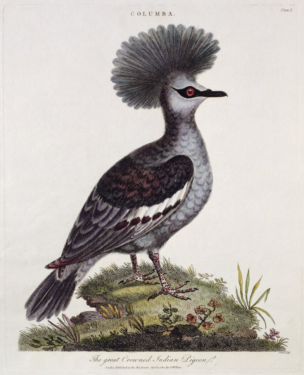 Grand Pigeon Indien à Crête - English School