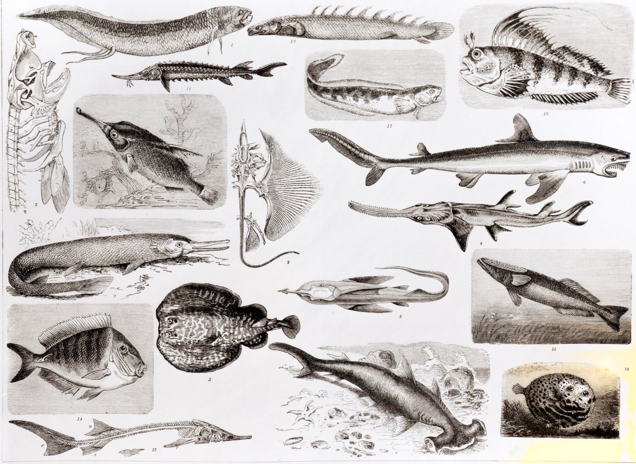 Ichtyologie - Poissons élasmobranches, ganoïdes et osseux - English School