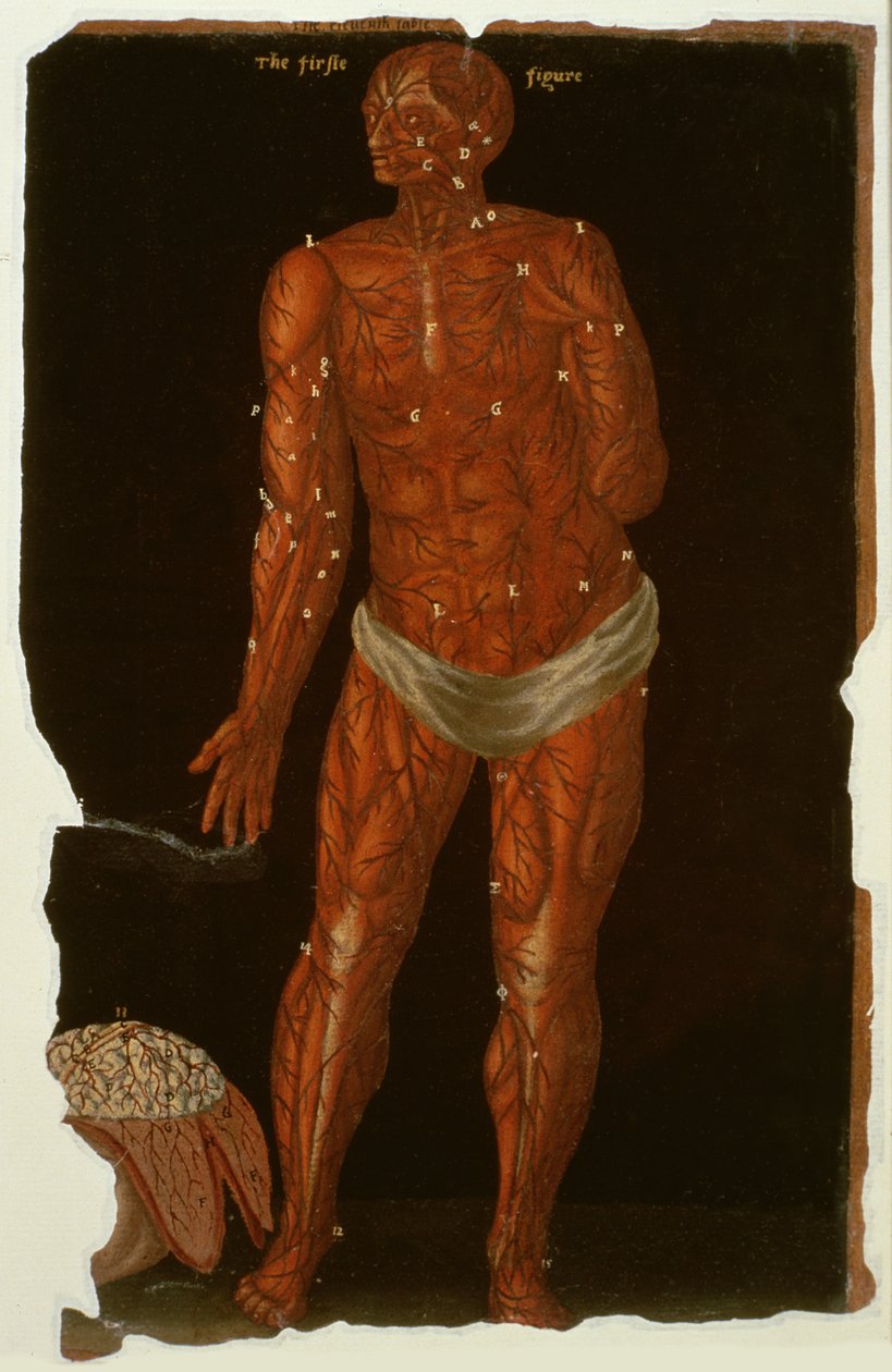 Ms Hunter 364 Table XI Dissection, de Anatomical Tables, par John Banister - English School
