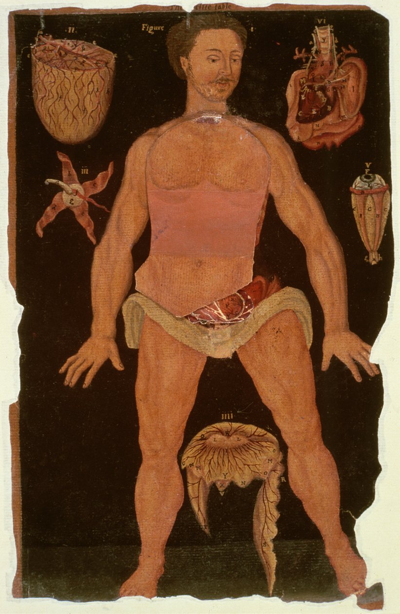Ms Hunter 364 Table XII Dissection (état fermé) de Anatomical Tables, par John Banister - English School