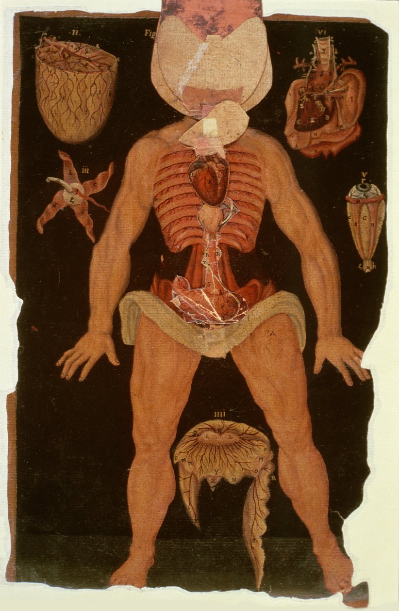 Ms Hunter 364 Table XII Dissection (état ouvert) de Anatomical Tables, par John Banister - English School
