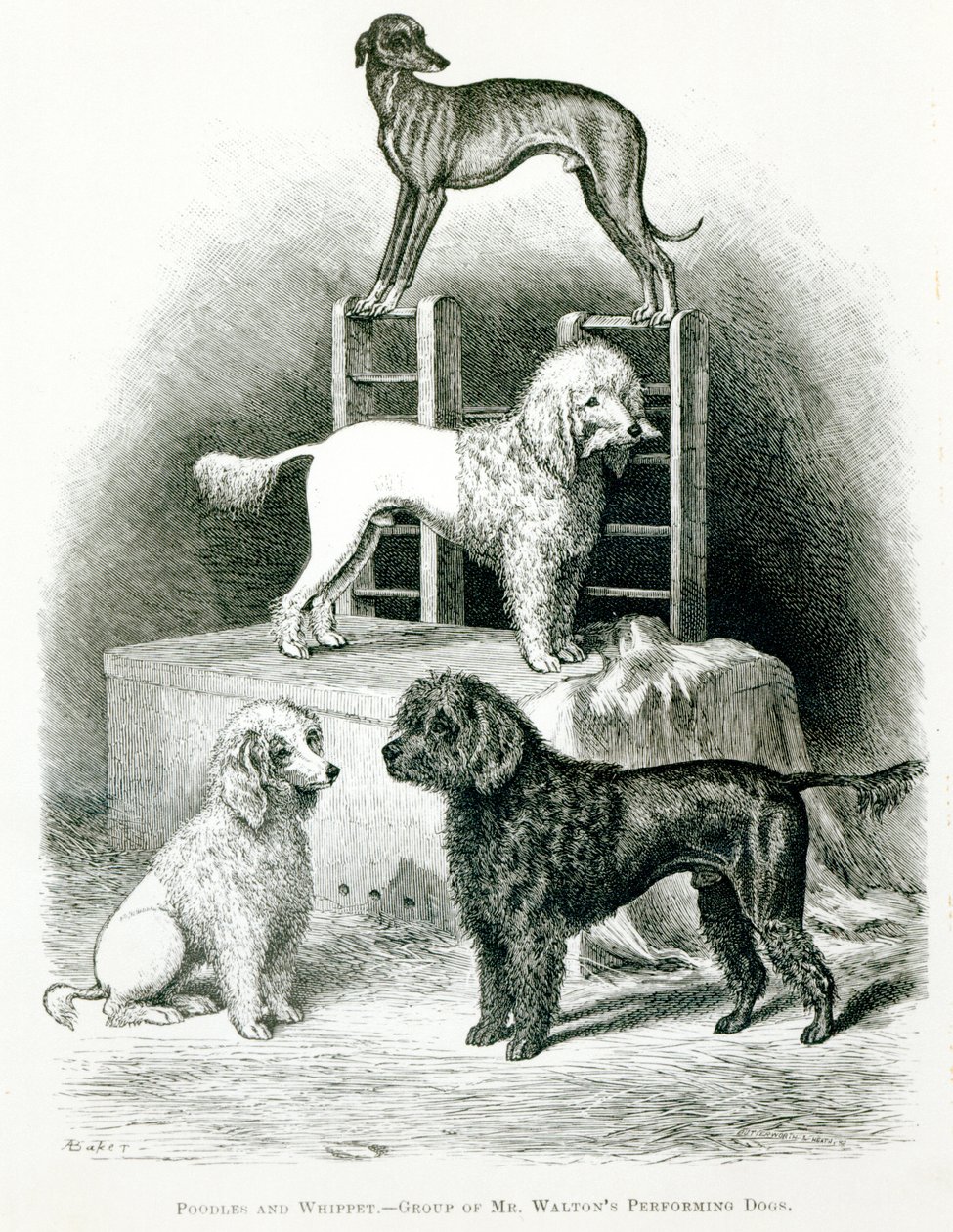 Caniches et lévrier - Groupe de chiens de M. Walton - English School