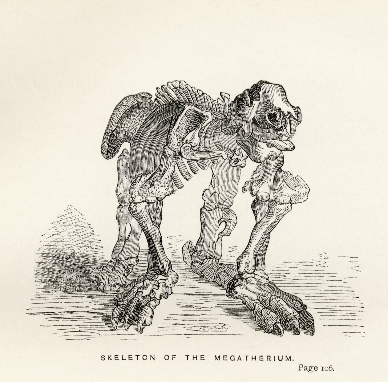 Squelette du Mégathérium, de 