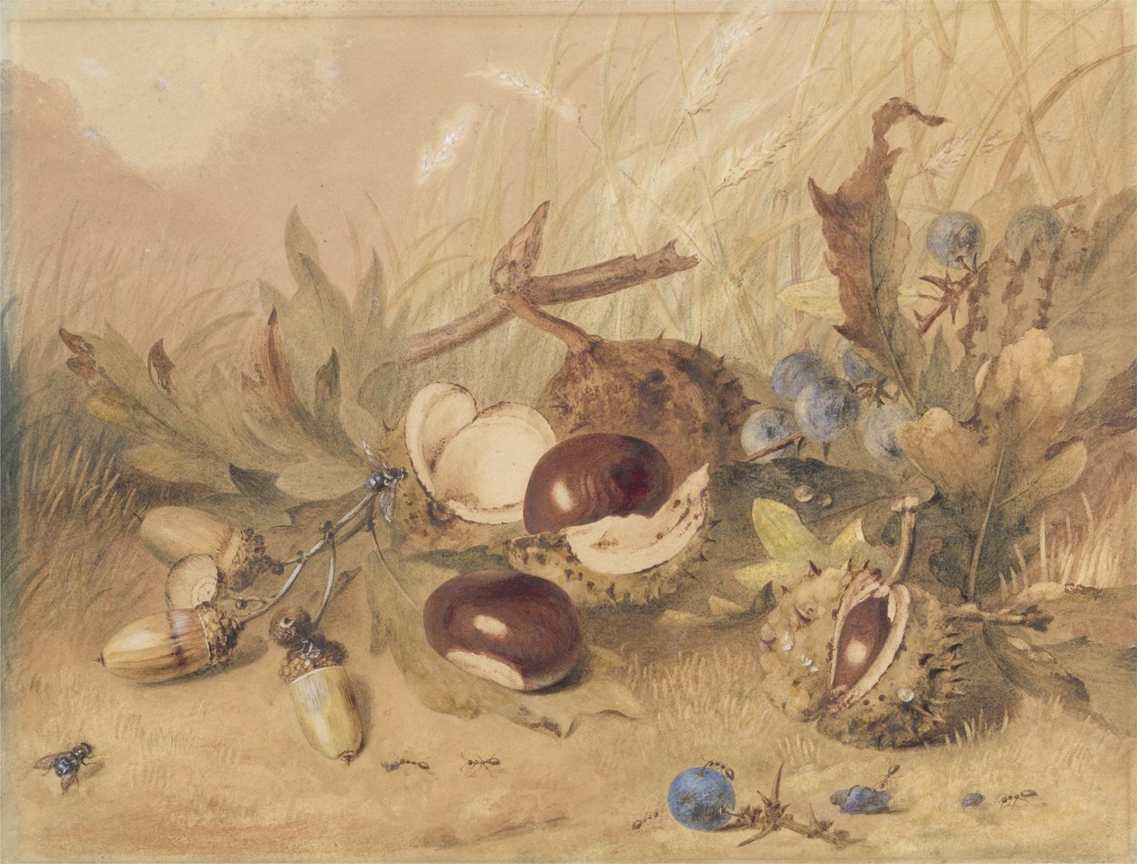 Nature morte avec glands et marrons d