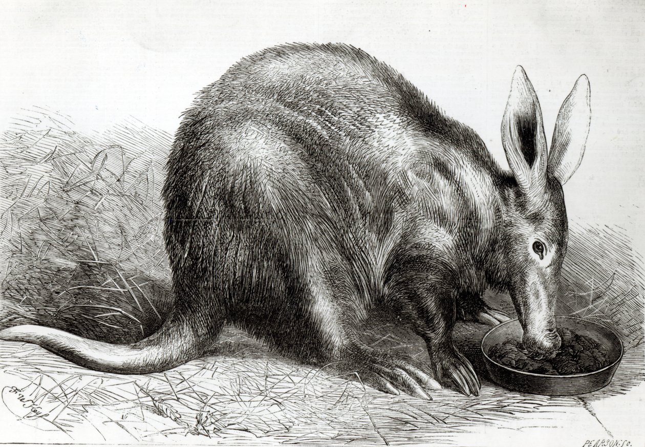 Le fourmilier du Cap aux jardins de la Société zoologique, Regents Park, de 