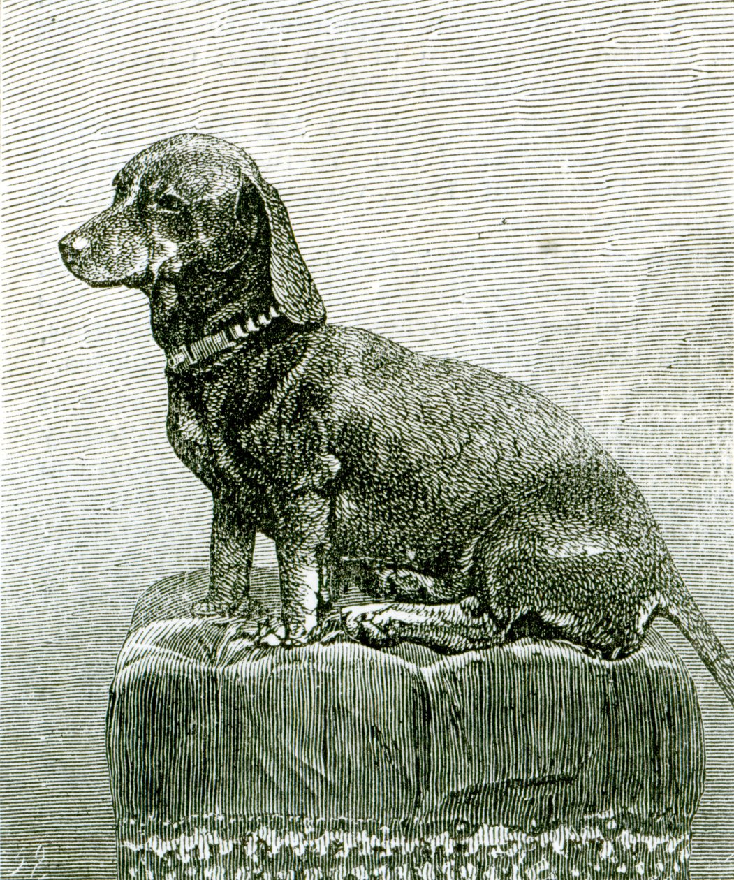 Le chien Jacob, de 