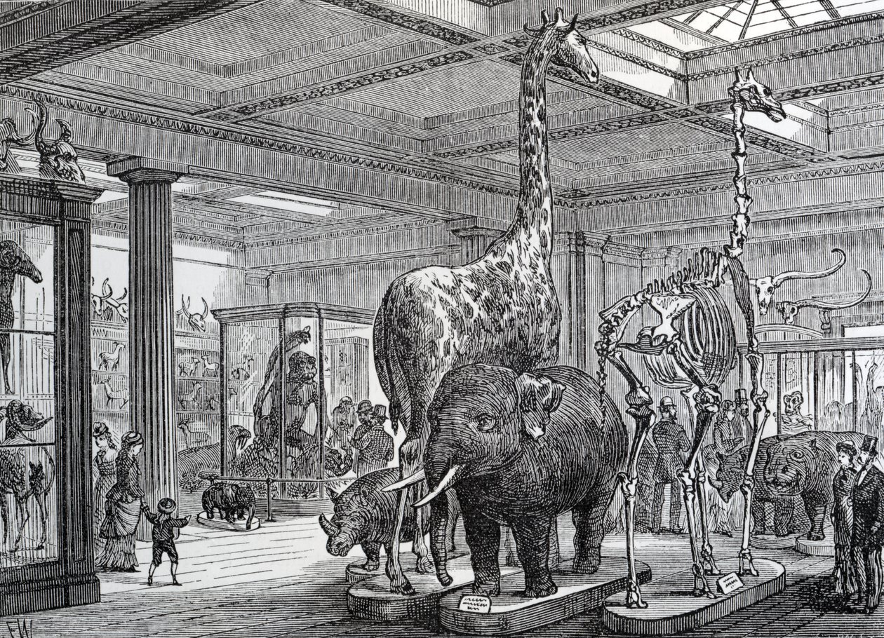 Le salon des mammifères, illustration de 