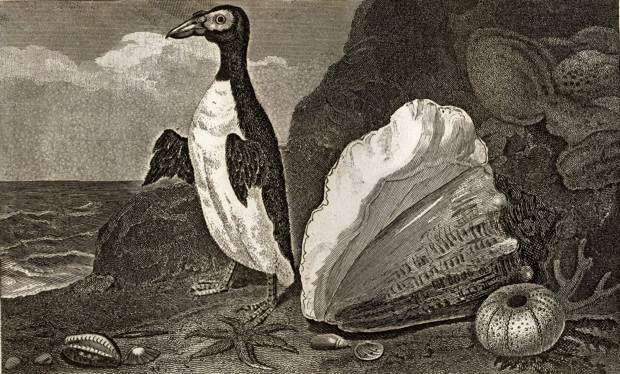 Le pingouin avec le conque et autres coquillages et éponges - English School