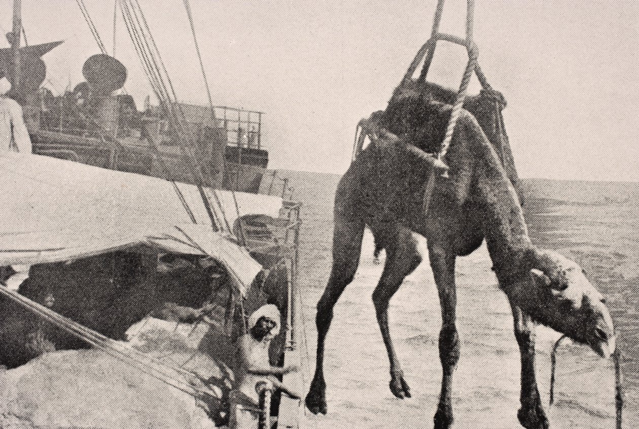 Transfert de chameau du navire à la terre dans le golfe Persique, 1915, de 