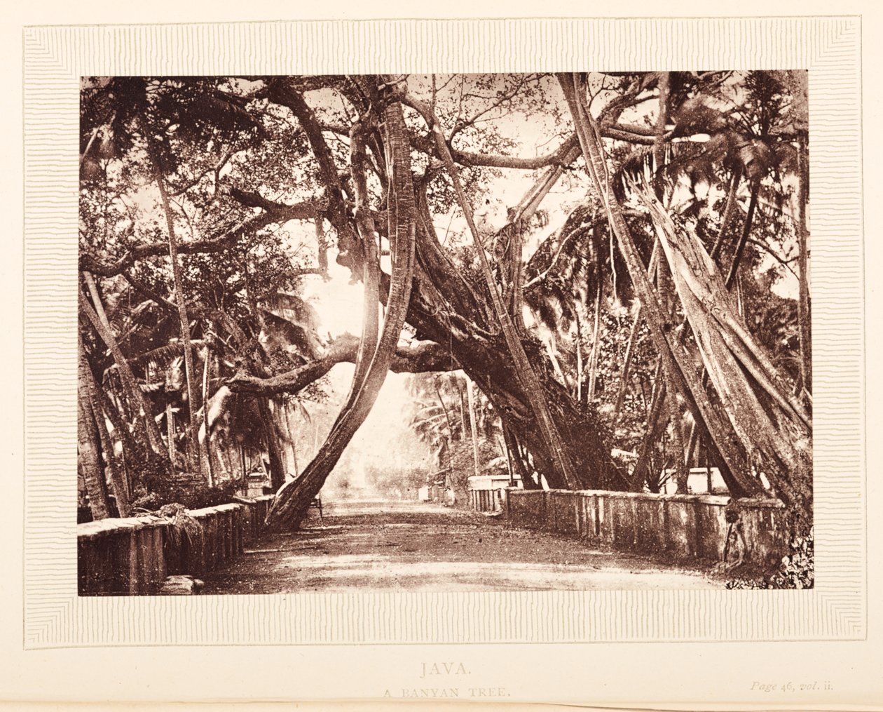 Un banian, Java - English Photographer