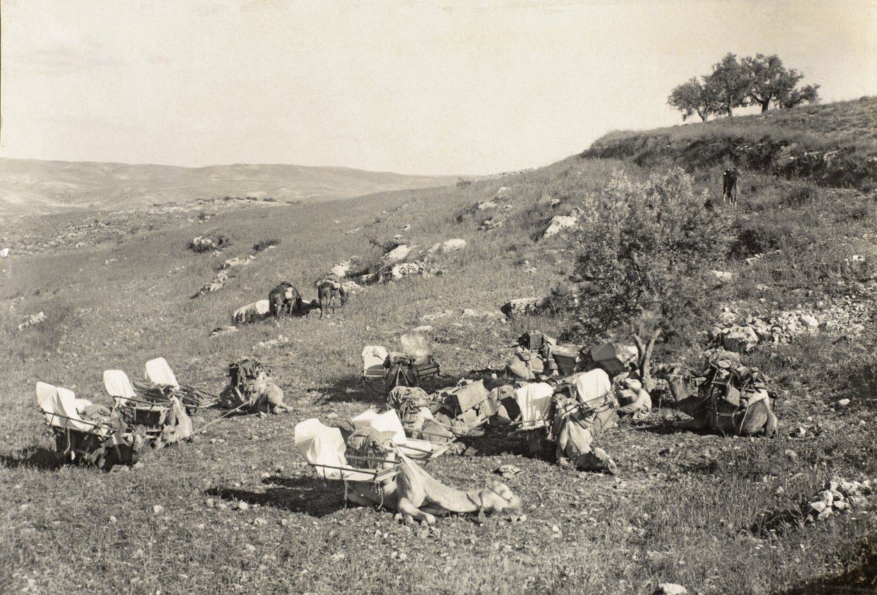 Chameaux ambulanciers, vers 1916-19 - English Photographer