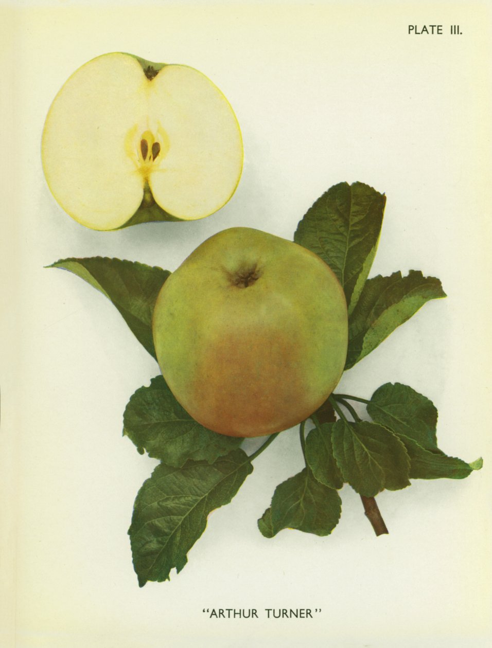 Pommes d