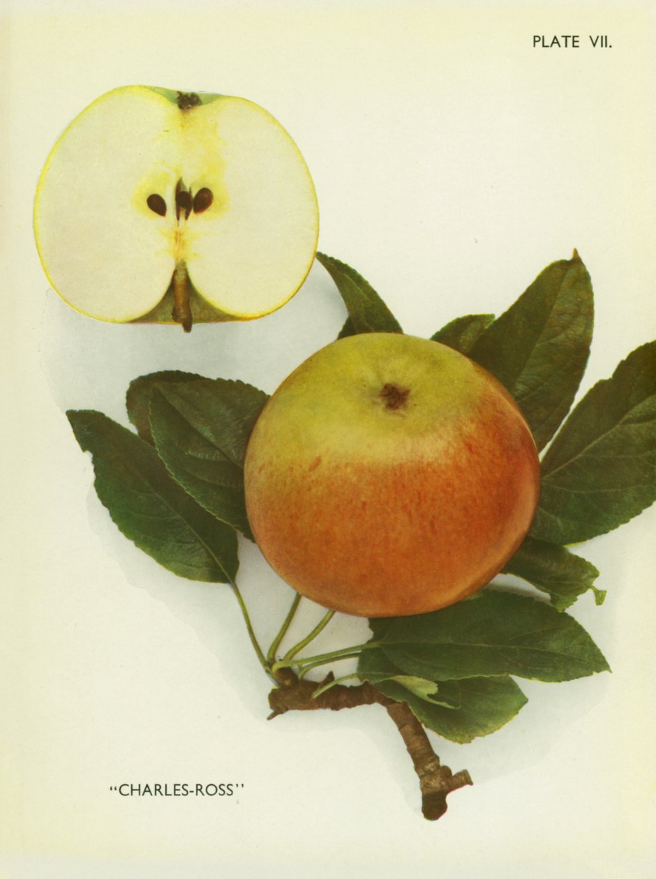 Pommes d