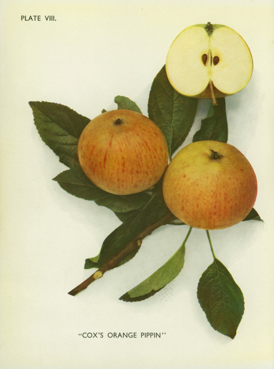Pommes d