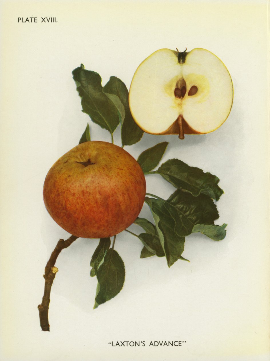 Pommes d