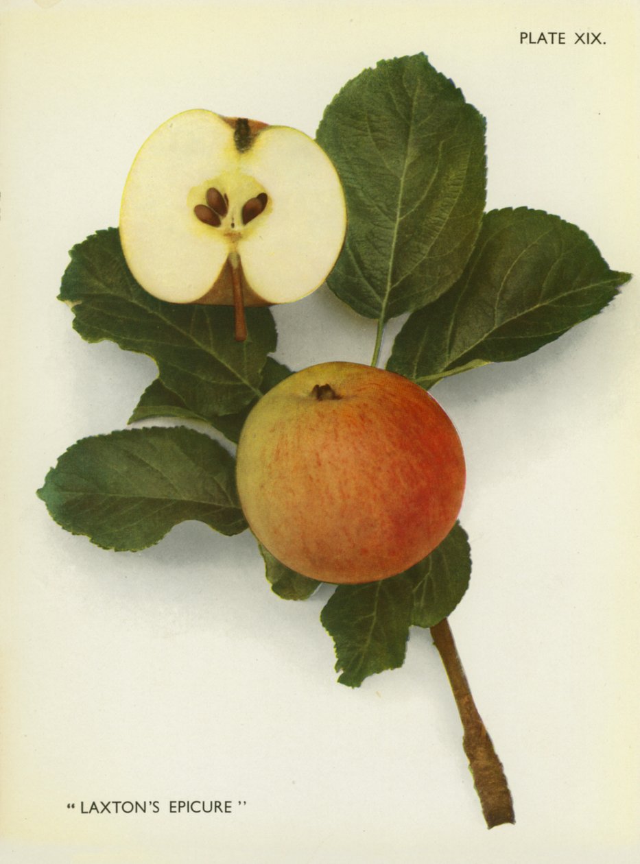 Pommes d