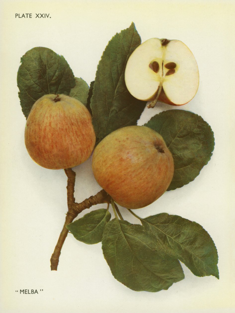 Pommes d