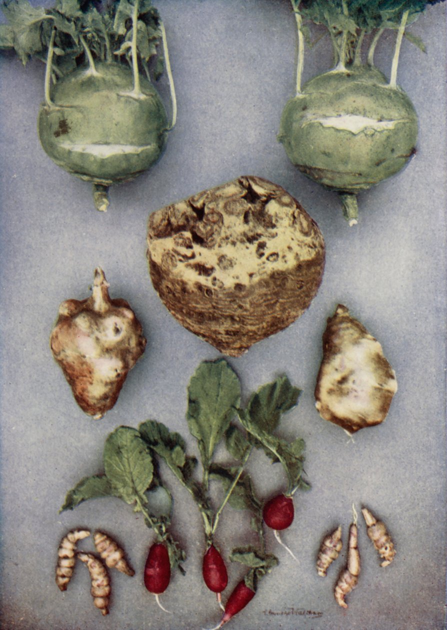 Artichauts, Kohl-Rabi, Céleri-rave et Radis (photo couleur) - English Photographer