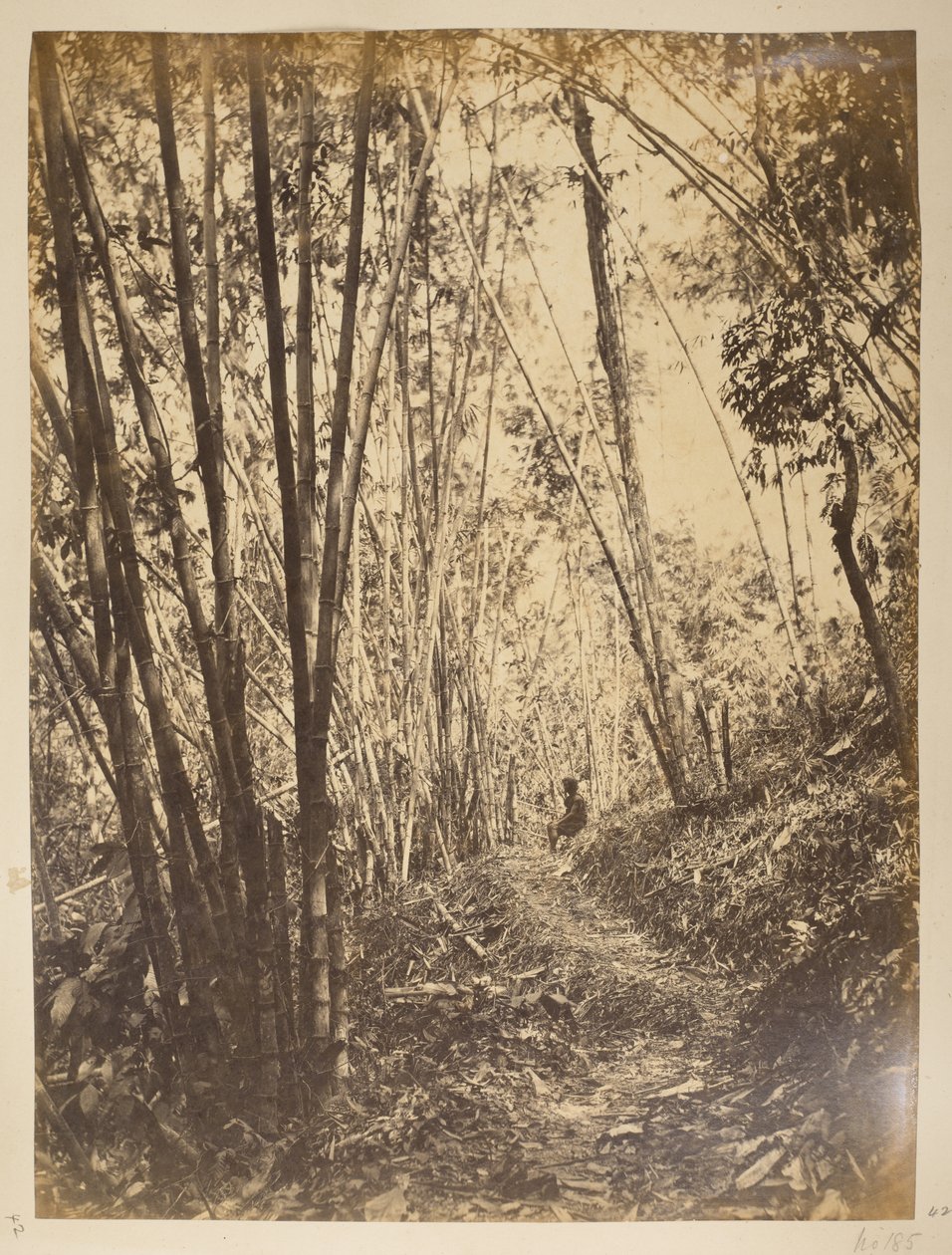 Forêt de bambous sur la Teesta. Vues de Darjeeling. Années 1870 - English Photographer