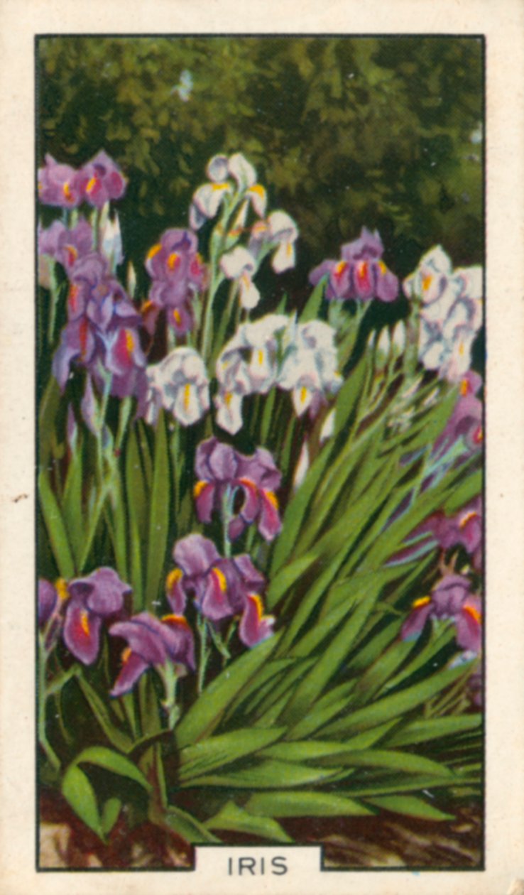 Fleurs de jardin : Iris (photo en couleur) - English Photographer