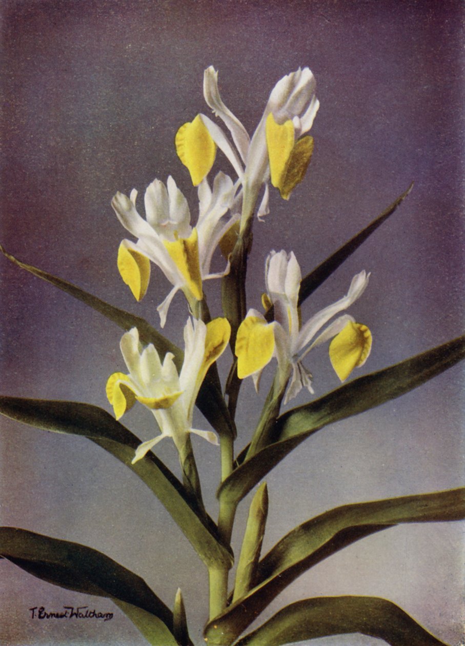 I Bucharica, un iris Juno typique (photo couleur) - English Photographer