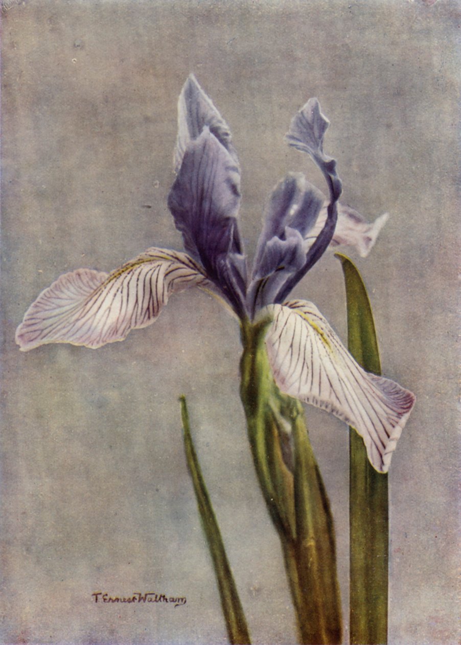 I Longipetala, un bel Iris Apogon (photo couleur) - English Photographer