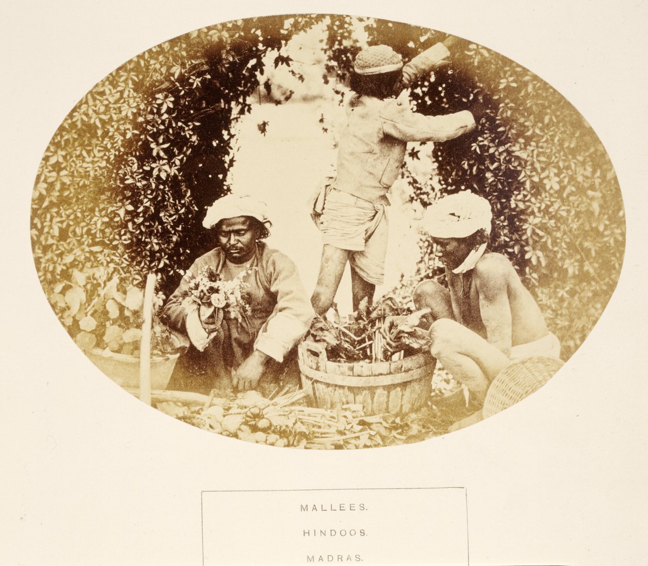 Mallees (jardiniers), hindous, Madras, de The People of India, par J. Forbes Watson, publié en 1868 - English Photographer