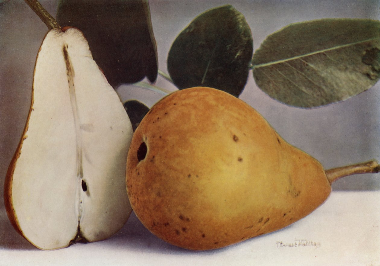 Pear, Durondeau (colour photo) - English Photographer