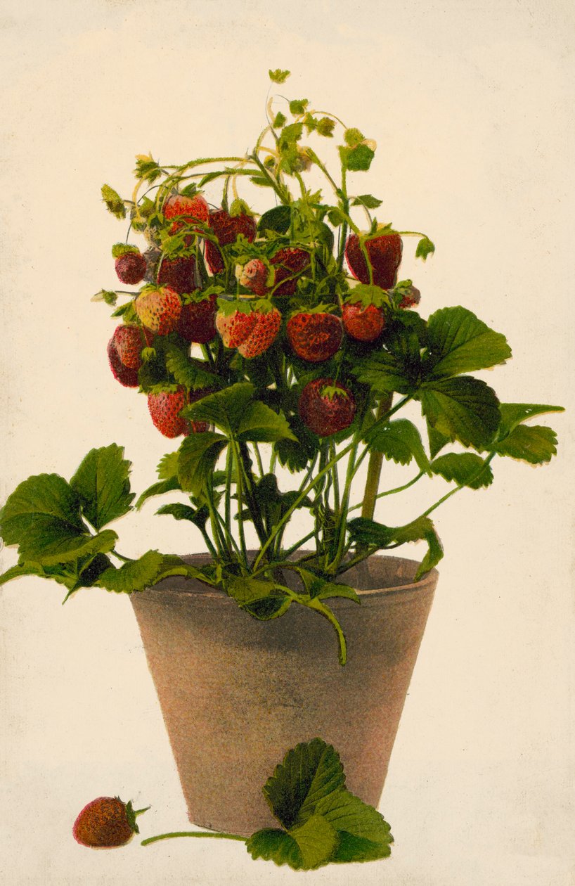 Fraises en pot (photo en couleur) - English Photographer
