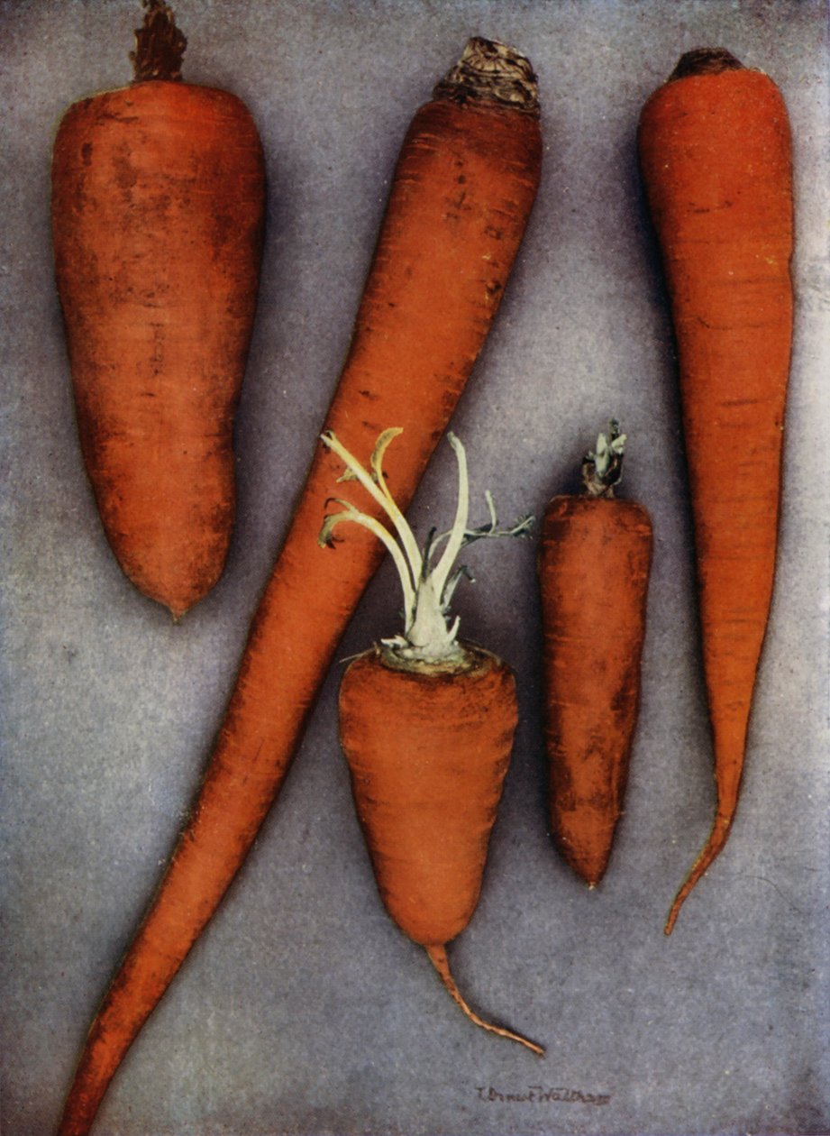 Types de carottes (photo couleur) - English Photographer