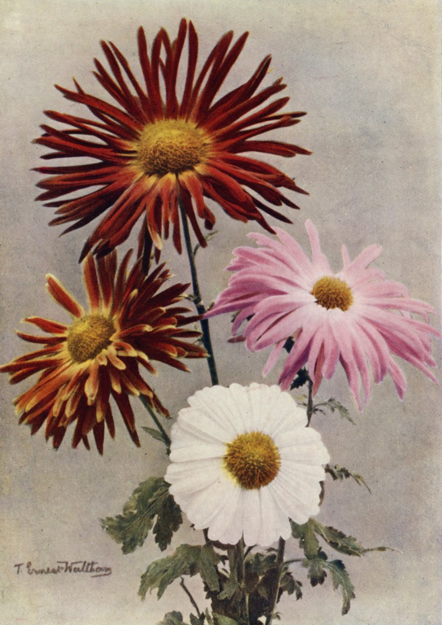 Types de fleurs simples (photo couleur) - English Photographer