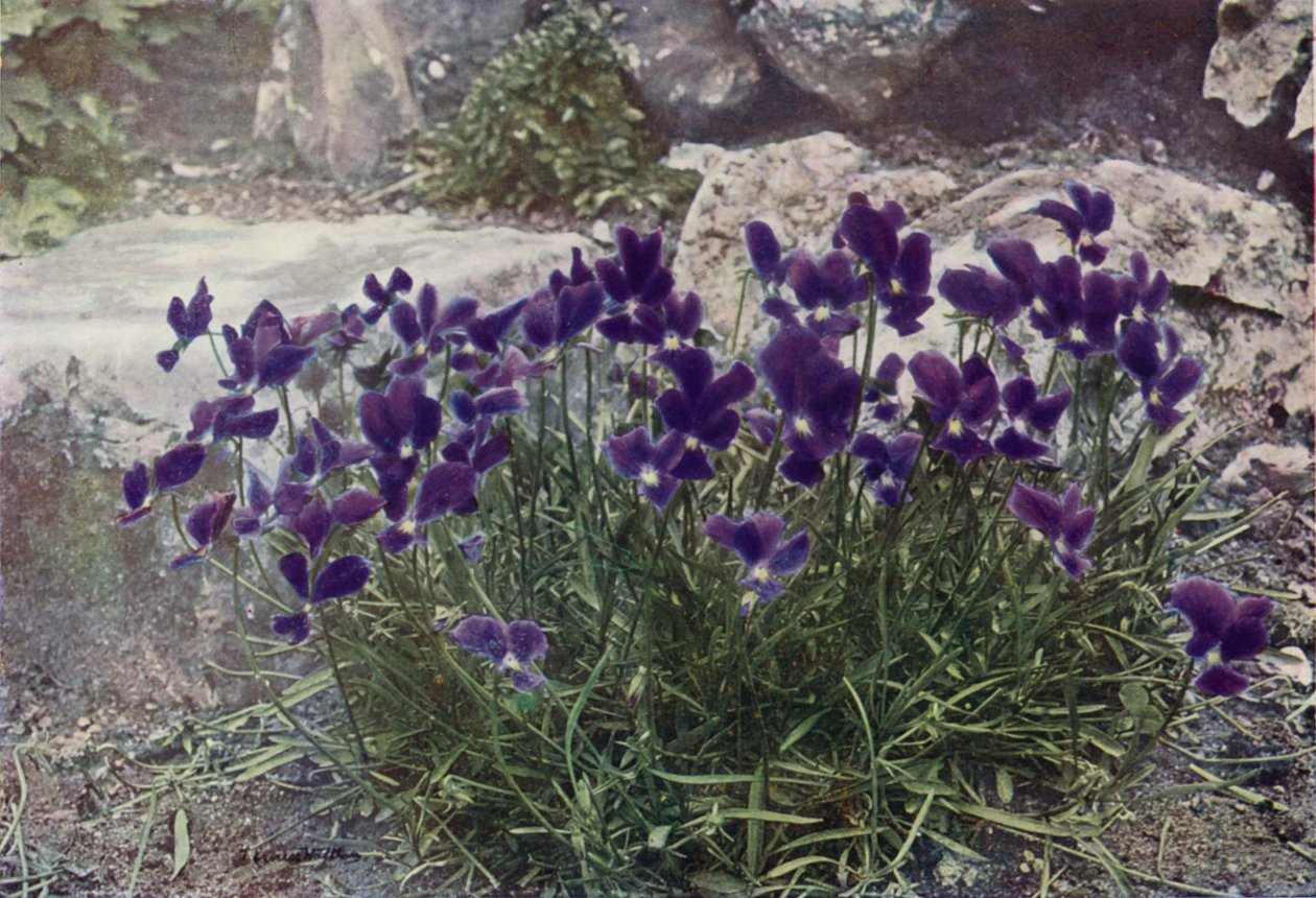Viola Gracilis (colour photo) - English Photographer