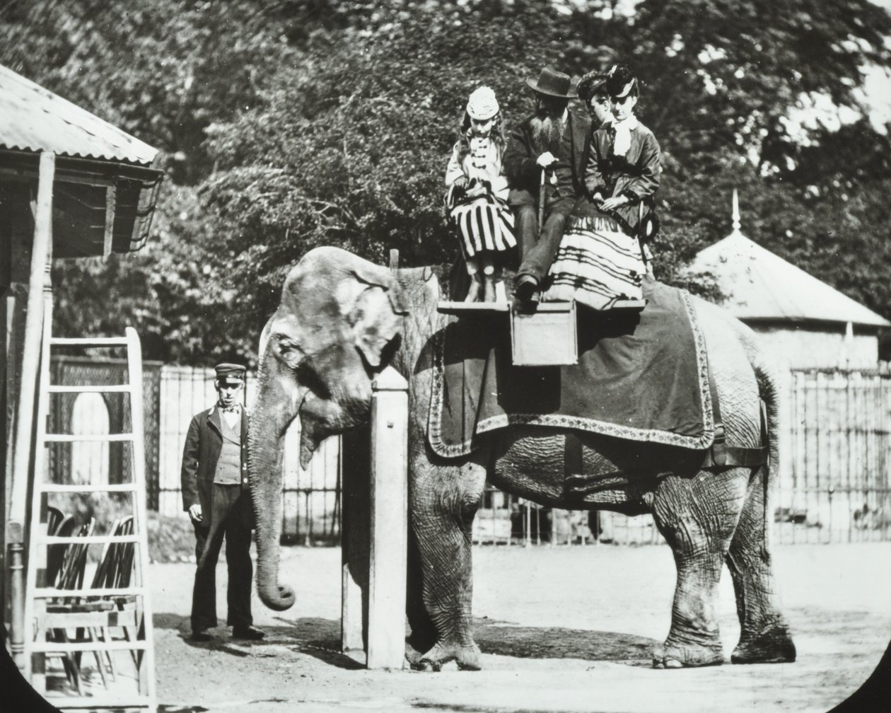Jardins zoologiques, Regents Park : éléphant avec adultes et enfants en promenade, Zoo de Londres, 1894 - English Photographer
