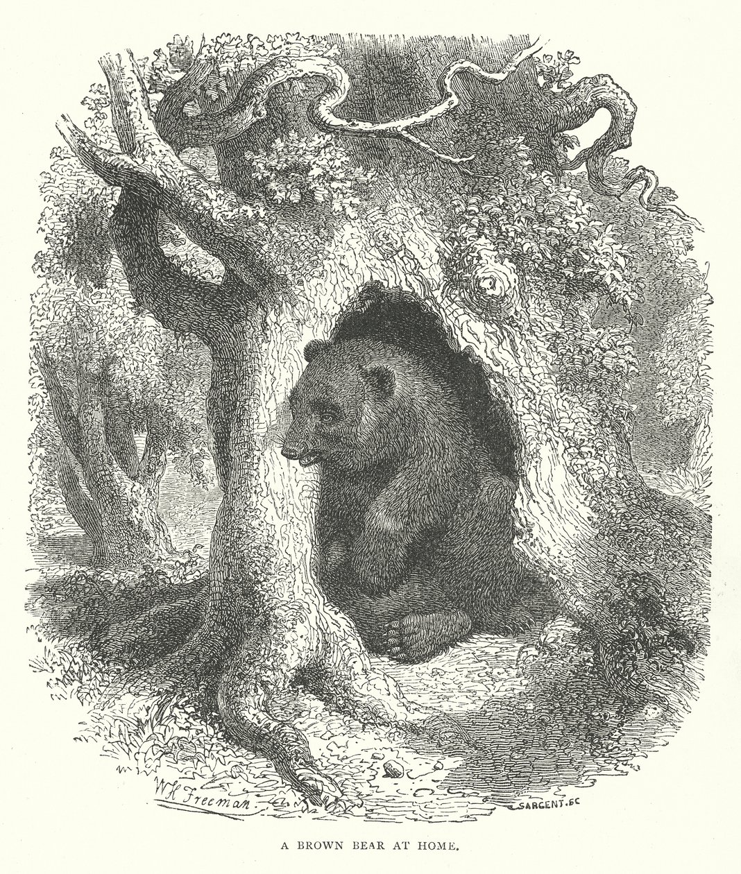 Un ours brun chez lui (gravure) - English School