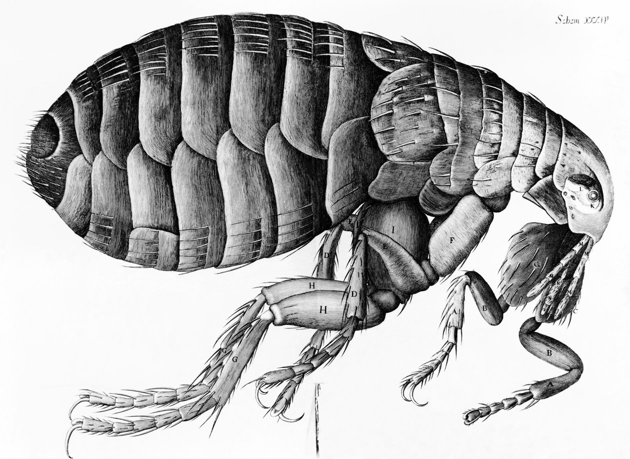 Une puce observée au microscope par Robert Hooke (1635-1703), 1665 - English School