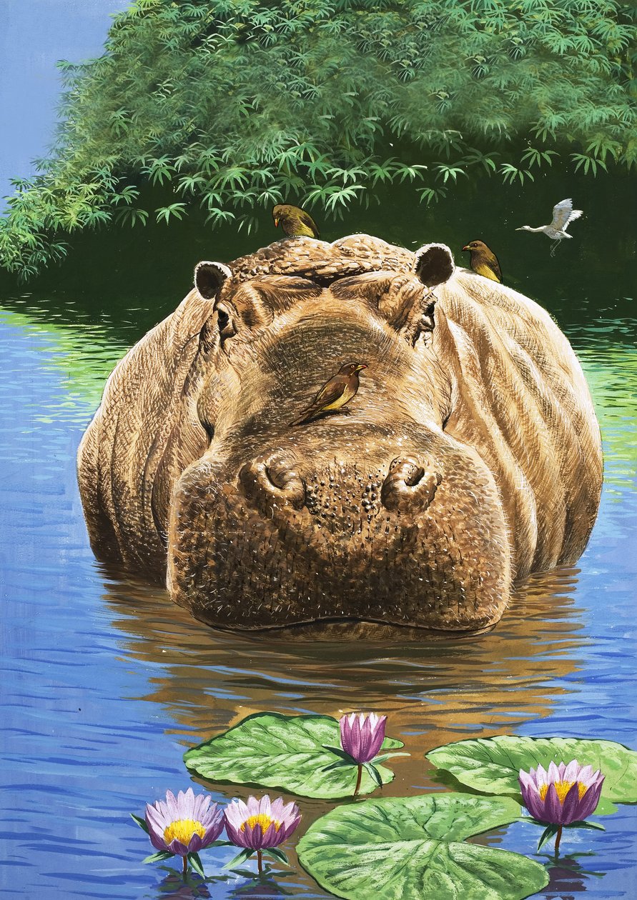 Un hippopotame heureux, illustration de "Nature