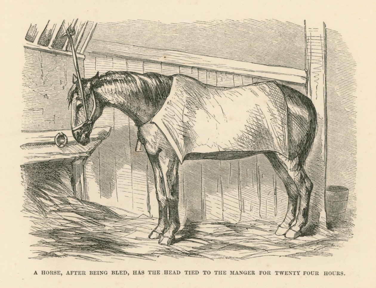 Un cheval, après avoir été saigné, a la tête attachée à la crèche pendant vingt-quatre heures (gravure) - English School