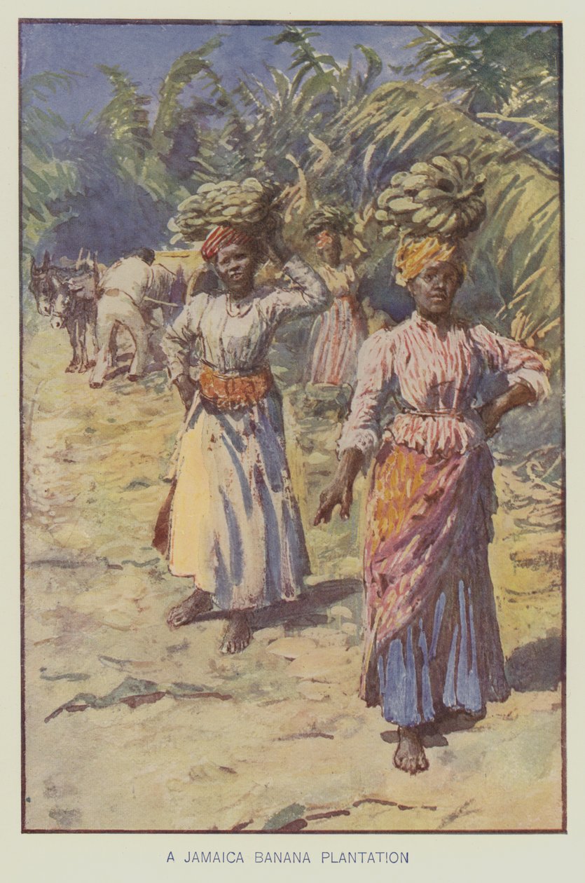 Plantation de bananes en Jamaïque (lithographie couleur) - English School