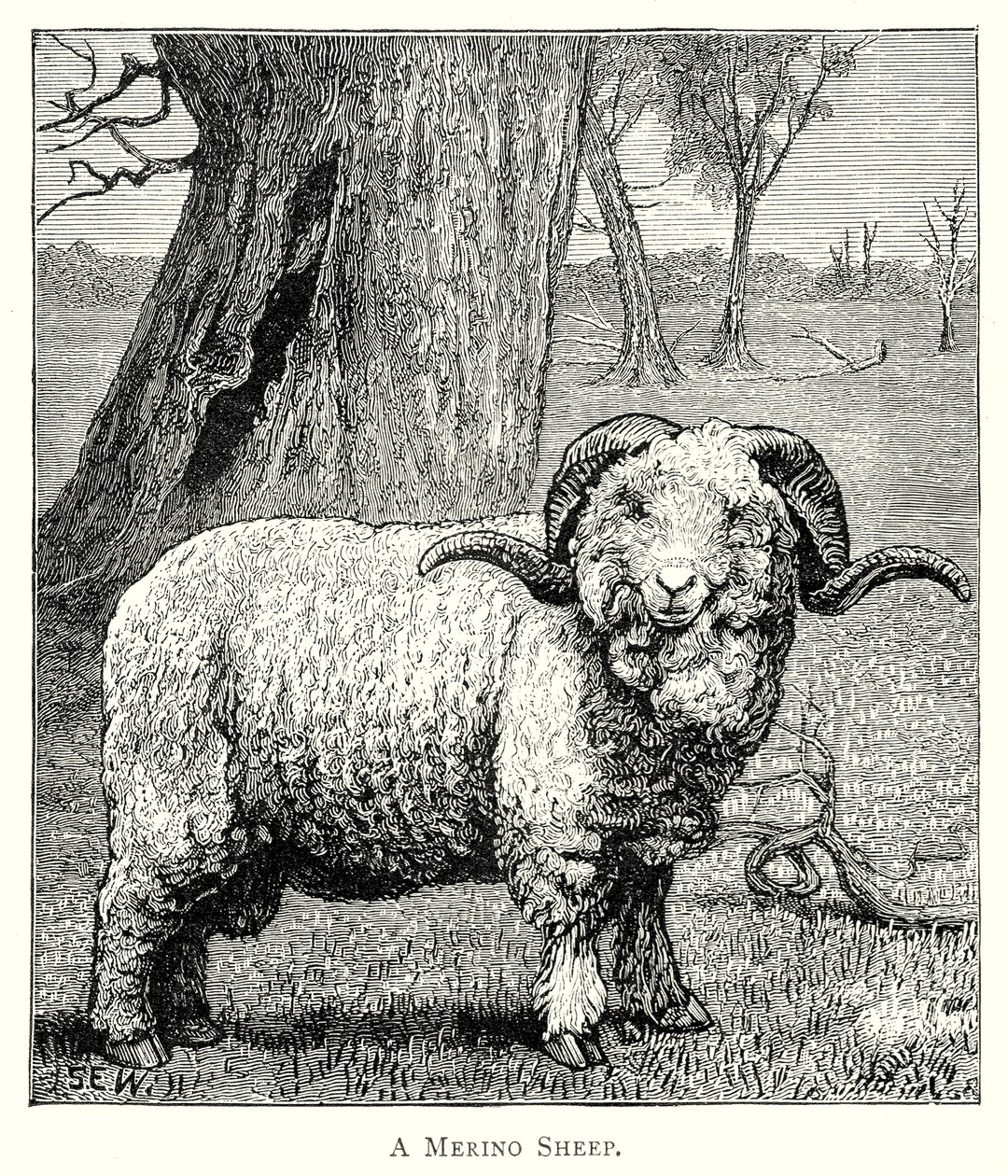 Mouton de Marino (gravure) - English School